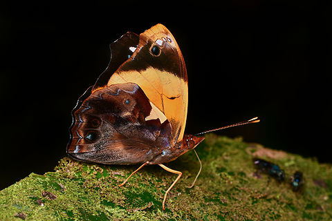 Epiphile lampethusa, La Isla Escondida, Colombia  Colombia,Colombia 2024,Epiphile lampethusa,Fall,Geotagged,La Isla Escondida,South America,World