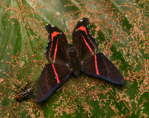 Ancyluris etias, La Isla Escondida, Colombia  Ancyluris etias,Colombia,Colombia 2024,Fall,Geotagged,La Isla Escondida,South America,World