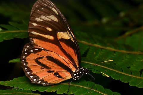 Lycorea halia, La Isla Escondida, Colombia Poorly framed photo, sorry. Colombia,Colombia 2024,Fall,Geotagged,La Isla Escondida,Lycorea halia,South America,Tiger Mimic-Queen,World