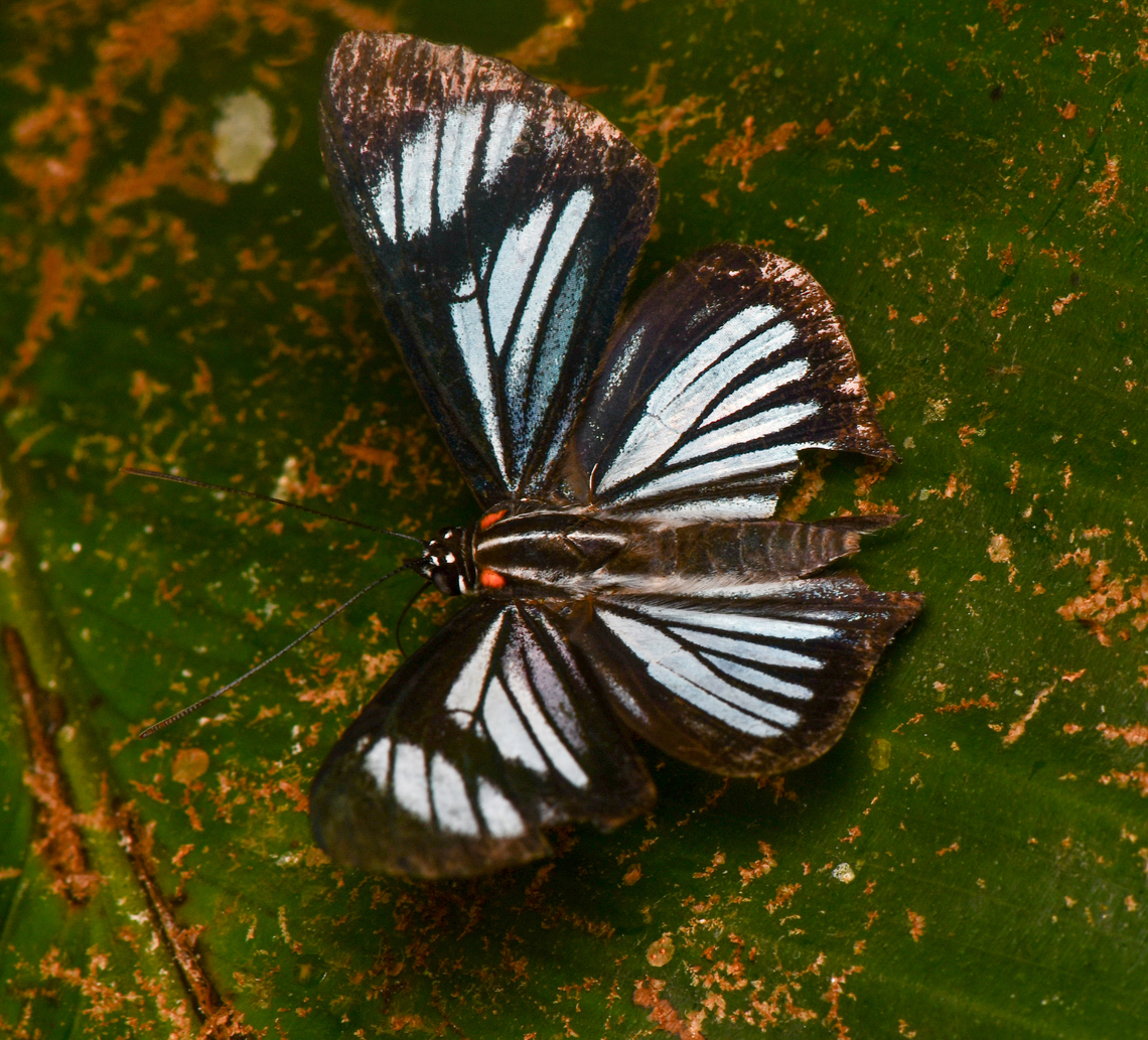 Thisbe hyalina, La Isla Escondida, Colombia  Colombia,Colombia 2024,Fall,Geotagged,La Isla Escondida,South America,Thisbe hyalina,World