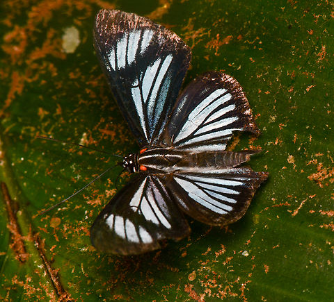 Thisbe hyalina, La Isla Escondida, Colombia  Colombia,Colombia 2024,Fall,Geotagged,La Isla Escondida,South America,Thisbe hyalina,World