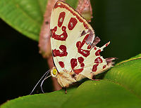 Anteros kupris, La Isla Escondida, Colombia  Anteros kupris,Colombia,Colombia 2024,Fall,Geotagged,Giant Anteros,La Isla Escondida,South America,World