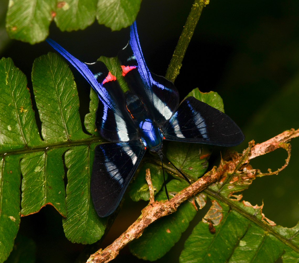 Rhetus arcius, La Isla Escondida, Colombia  Colombia,Colombia 2024,Fall,Geotagged,La Isla Escondida,Long-tailed Metalmark,Rhetus arcius,South America,World