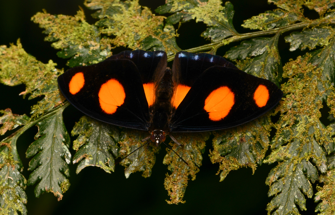 Catonephele numilia, La Isla Escondida, Colombia  Blue-frosted Banner,Catonephele numilia,Colombia,Colombia 2024,Fall,Geotagged,La Isla Escondida,South America,World