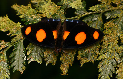 Catonephele numilia, La Isla Escondida, Colombia  Blue-frosted Banner,Catonephele numilia,Colombia,Colombia 2024,Fall,Geotagged,La Isla Escondida,South America,World