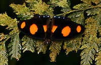 Catonephele numilia, La Isla Escondida, Colombia  Blue-frosted Banner,Catonephele numilia,Colombia,Colombia 2024,Fall,Geotagged,La Isla Escondida,South America,World