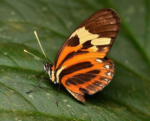 Heliconius numata, La Isla Escondida, Colombia  Colombia,Colombia 2024,Fall,Geotagged,Heliconius numata,La Isla Escondida,Numata longwing,South America,World