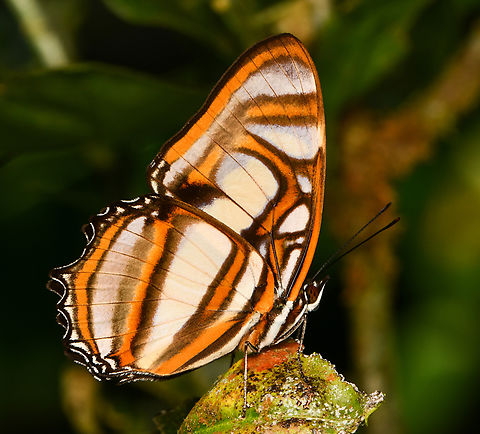 Metamorpha elissa, La Isla Escondida, Colombia  Colombia,Colombia 2024,Elissa Page,Fall,Geotagged,La Isla Escondida,Metamorpha elissa,South America,World