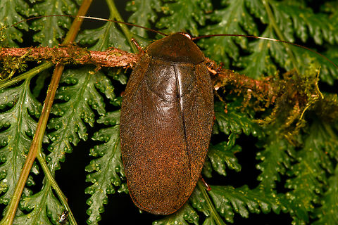 Nyctibora sp., La Isla Escondida, Colombia  Colombia,Colombia 2024,Fall,Geotagged,La Isla Escondida,South America,World