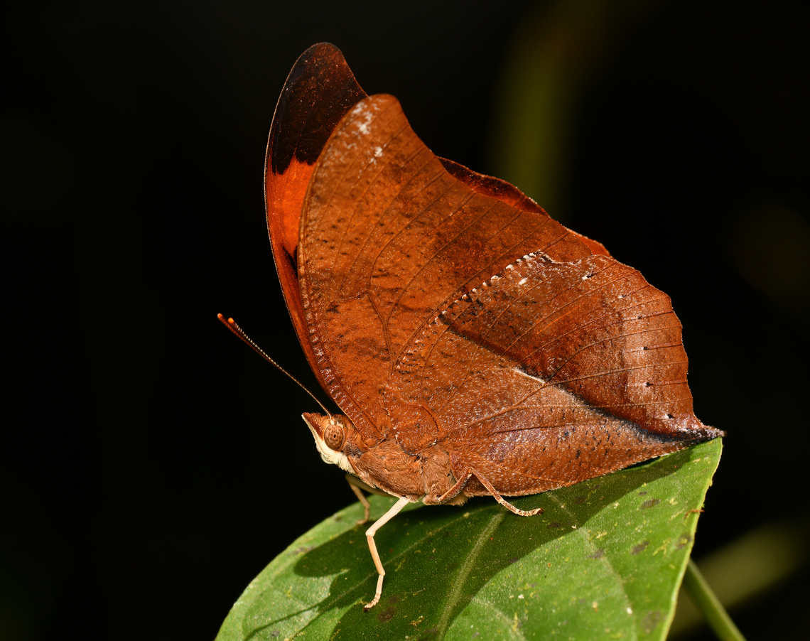Zaretis isidora, La Isla Escondida, Colombia  Colombia,Colombia 2024,Fall,Geotagged,Isidora Leafwing,La Isla Escondida,South America,World,Zaretis isidora