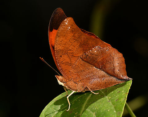 Isidora Leafwing
