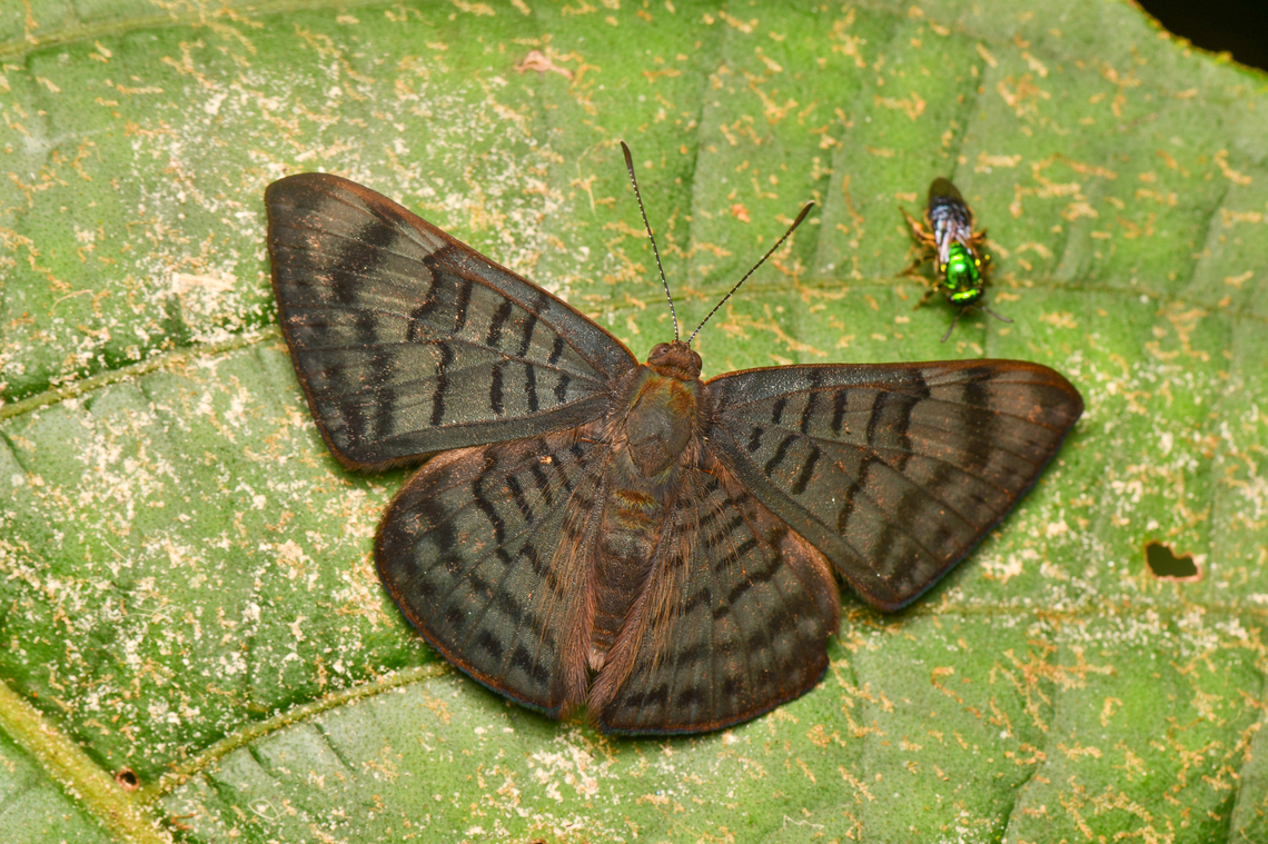 Emesis aurimna, La Isla Escondida, Colombia  Colombia,Colombia 2024,Emesis aurimna,Fall,Geotagged,La Isla Escondida,South America,World