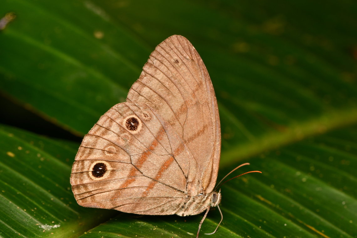Cramer's Satyr, La Isla Escondida, Colombia  Colombia,Colombia 2024,Cramer's Satyr,Fall,Geotagged,La Isla Escondida,Megeuptychia antonoe,South America,World