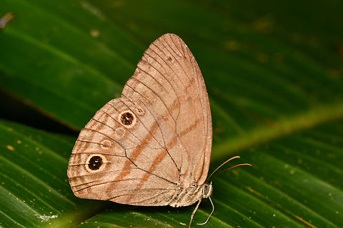 Cramer's Satyr, La Isla Escondida, Colombia  Colombia,Colombia 2024,Cramer's Satyr,Fall,Geotagged,La Isla Escondida,Megeuptychia antonoe,South America,World