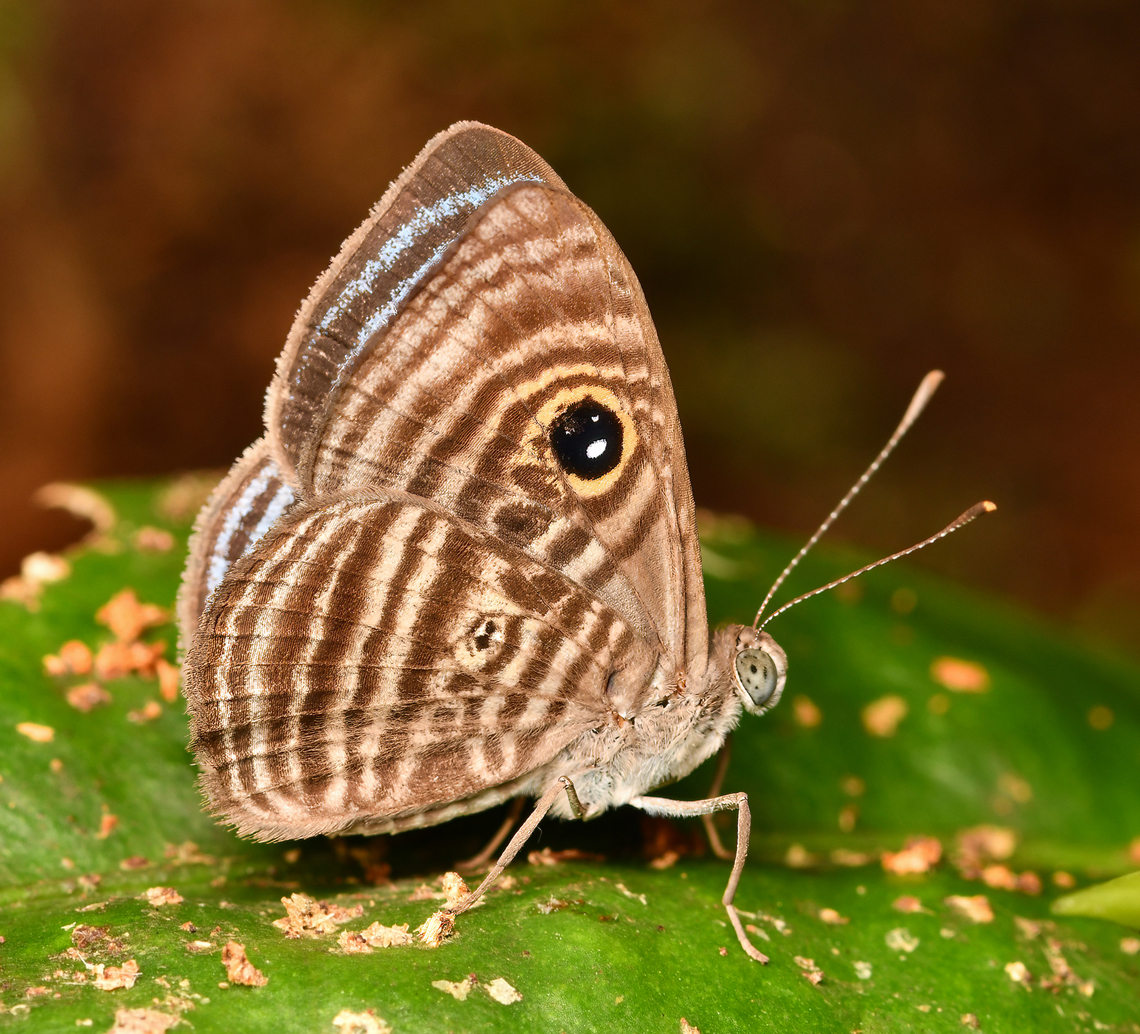 Mesosemia mesoba, La Isla Escondida, Colombia  Colombia,Colombia 2024,Fall,Geotagged,La Isla Escondida,Mesosemia mesoba,South America,World