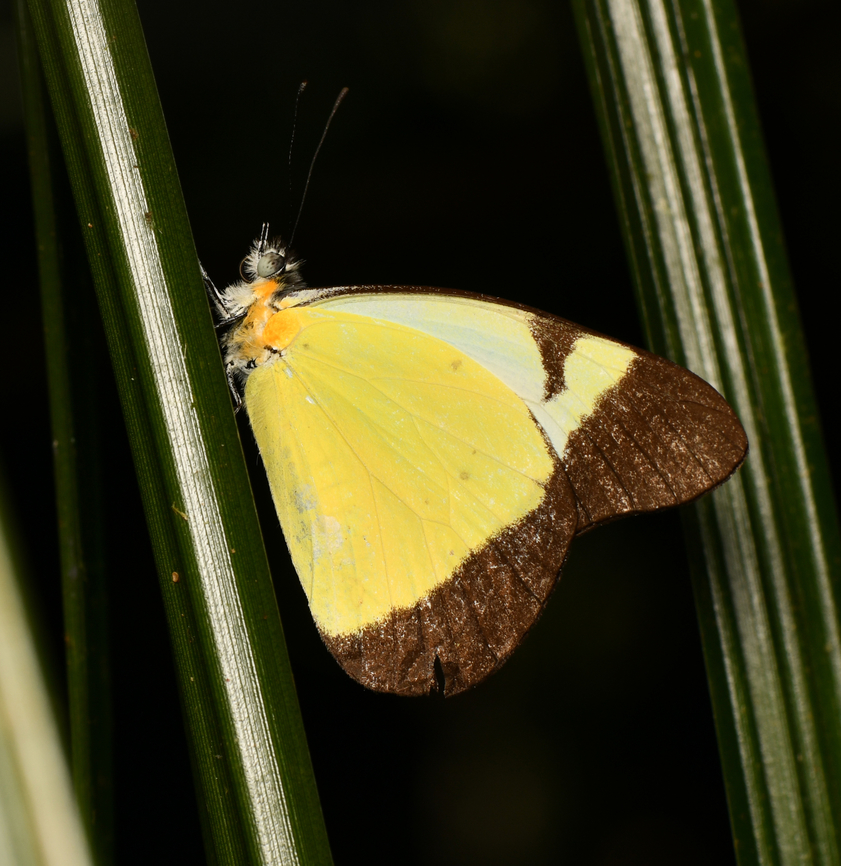 Melete lycimnia, La Isla Escondida, Colombia  Colombia,Colombia 2024,Common melwhite,Fall,Geotagged,La Isla Escondida,Melete lycimnia,South America,World
