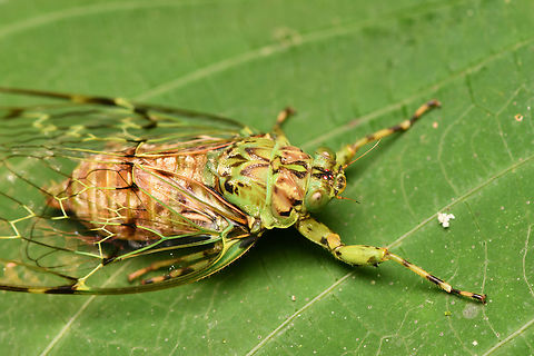 Cicada, La Isla Escondida, Colombia  Colombia,Colombia 2024,Fall,Geotagged,La Isla Escondida,South America,World