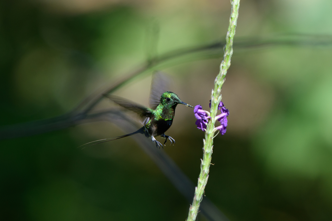 Black-bellied Thorntail, La Isla Escondida, Colombia  Black-bellied thorntail,Colombia,Colombia 2024,Discosura langsdorffi,Fall,Geotagged,La Isla Escondida,South America,World