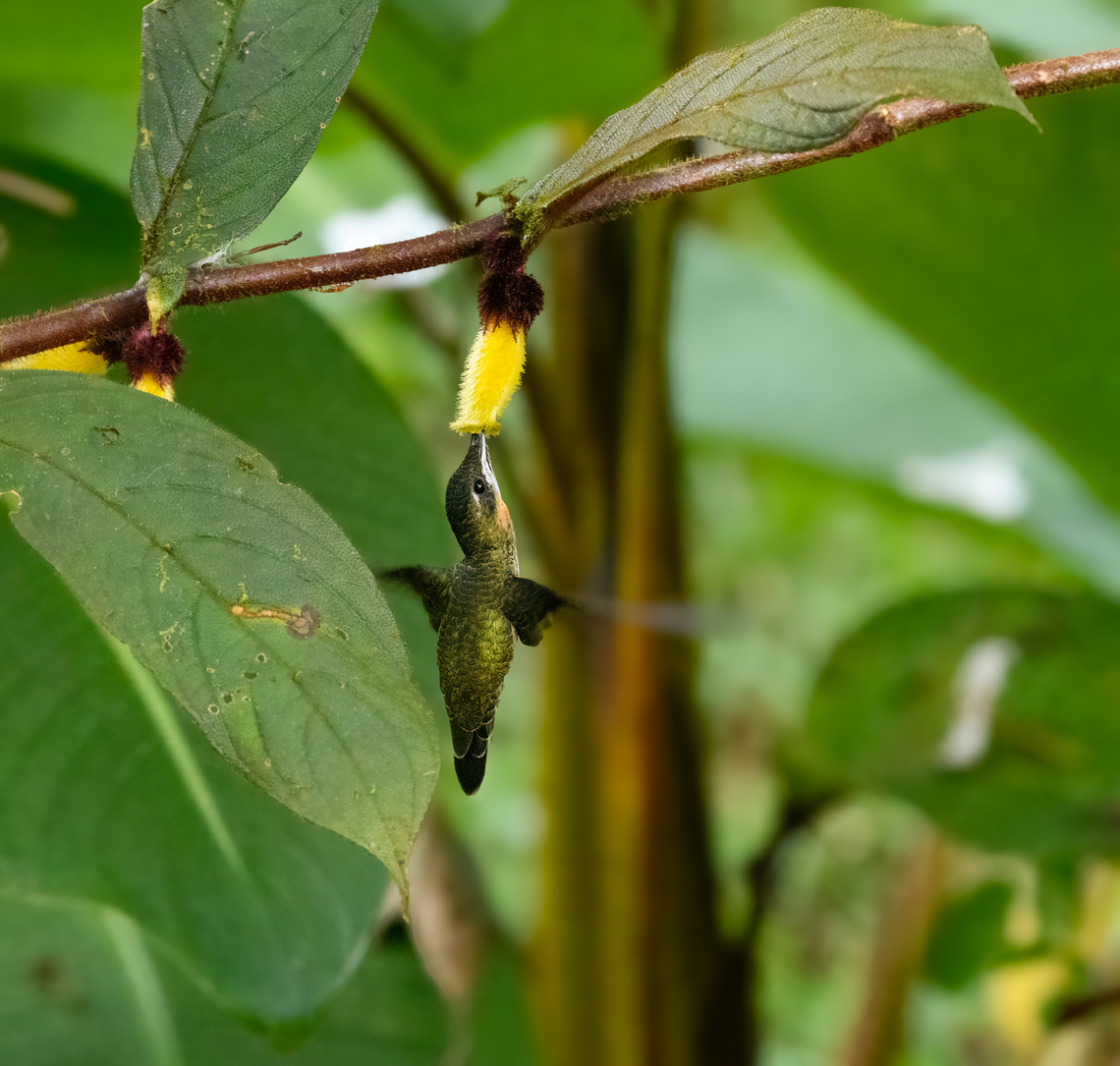 Pale-tailed Barbthroat, La Isla Escondida, Colombia  Colombia,Colombia 2024,Fall,Geotagged,La Isla Escondida,Pale-tailed barbthroat,South America,Threnetes leucurus,World