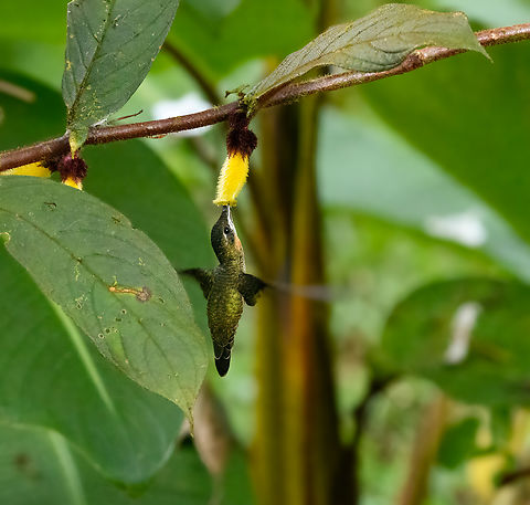 Pale-tailed Barbthroat, La Isla Escondida, Colombia  Colombia,Colombia 2024,Fall,Geotagged,La Isla Escondida,Pale-tailed barbthroat,South America,Threnetes leucurus,World