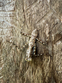 Hagiomantis sp., La Isla Escondida, Colombia Smartphone photo. Colombia,Colombia 2024,Fall,Geotagged,La Isla Escondida,South America,World