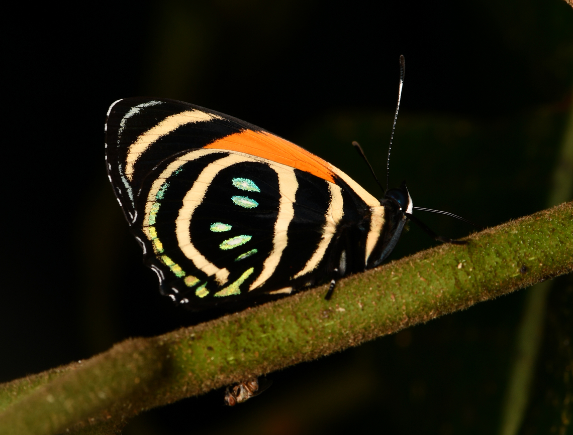 Callicore lyca, La Isla Escondida, Colombia  Aegina numberwing,Callicore lyca,Colombia,Colombia 2024,Fall,Geotagged,La Isla Escondida,South America,World