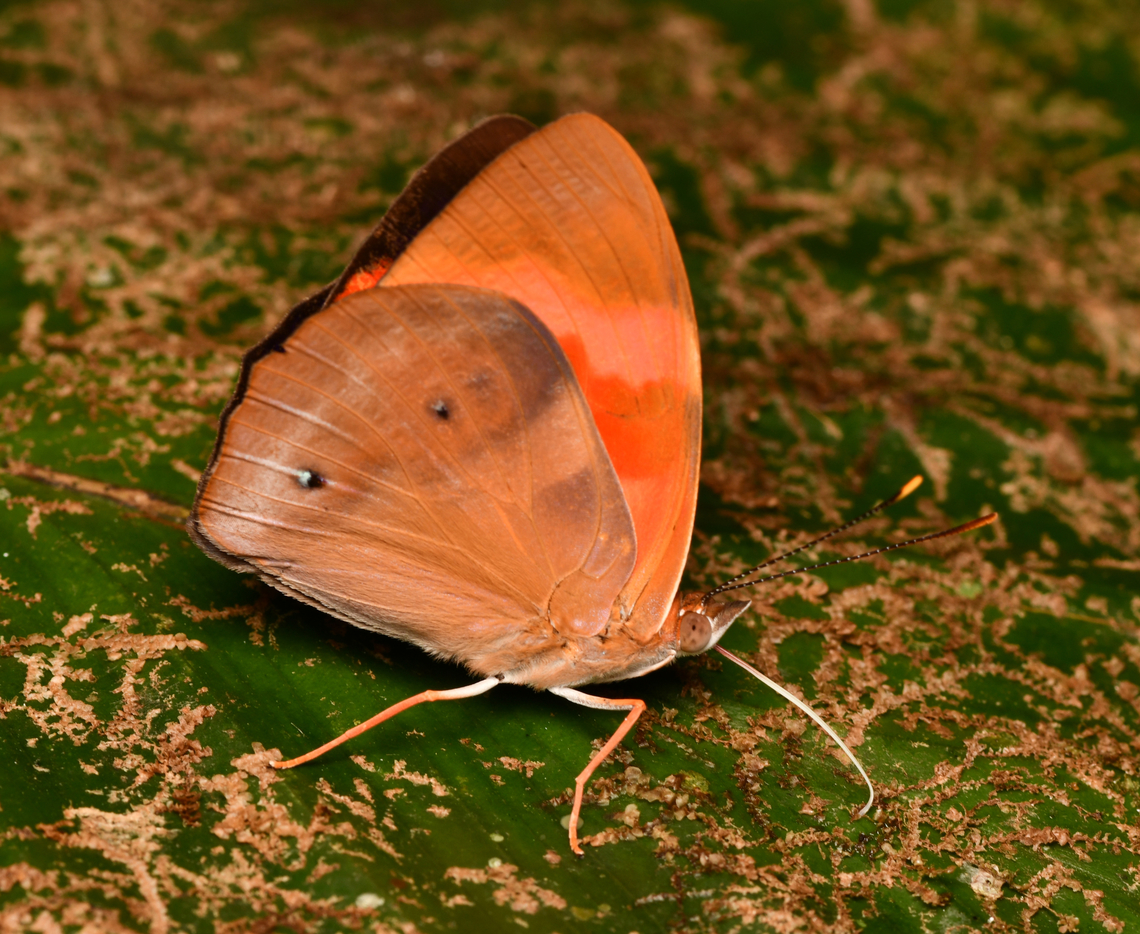 Temenis pulchra, La Isla Escondida, Colombia  Colombia,Colombia 2024,Fall,Geotagged,La Isla Escondida,Scarlet Knight,South America,Temenis pulchra,World