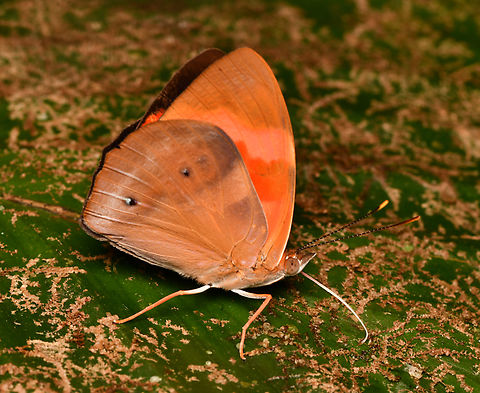 Temenis pulchra, La Isla Escondida, Colombia  Colombia,Colombia 2024,Fall,Geotagged,La Isla Escondida,Scarlet Knight,South America,Temenis pulchra,World