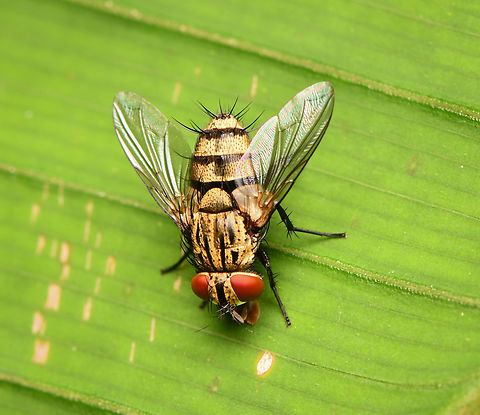 Tachinid Fly, La Isla Escondida, Colombia  Colombia,Colombia 2024,Fall,Geotagged,La Isla Escondida,South America,World