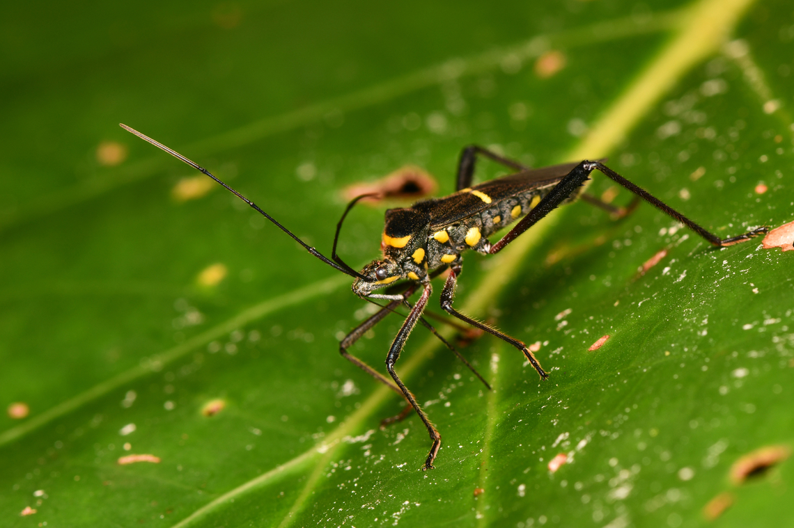 Phthia lunata, La Isla Escondida, Colombia  Colombia,Colombia 2024,Fall,Geotagged,La Isla Escondida,Phthia lunata,South America,World