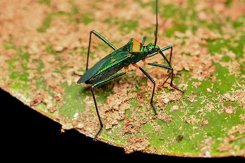 Phthiadema cyanea, La Isla Escondida, Colombia Very obscure and under-documented insect. The orange dots on the wings are mites. Colombia,Colombia 2024,Fall,Geotagged,La Isla Escondida,Phthiadema cyanea,South America,World