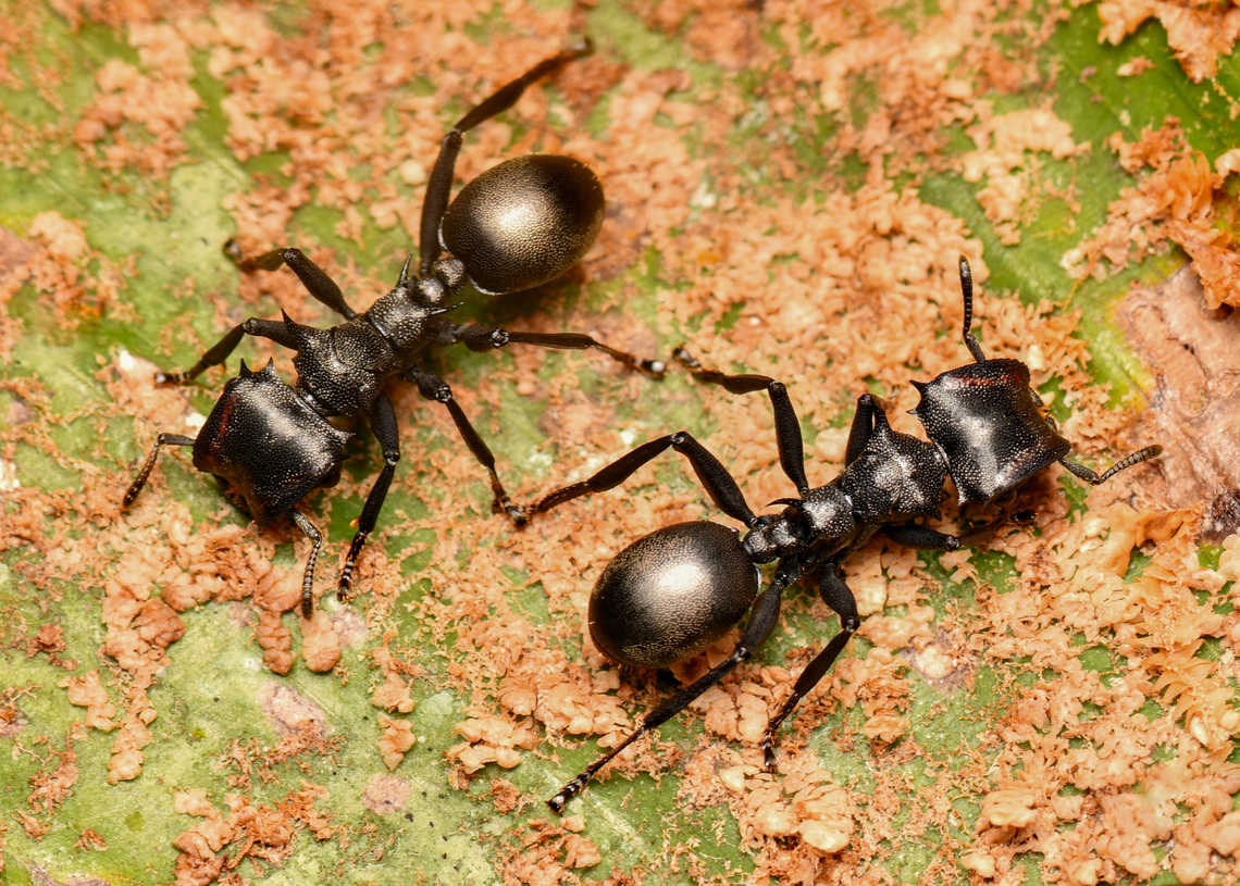 Common Giant Turtle Ants, La Isla Escondida, Colombia  Cephalotes atratus,Colombia,Colombia 2024,Fall,Geotagged,Giant Turtle Ant,La Isla Escondida,South America,World