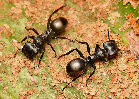 Common Giant Turtle Ants, La Isla Escondida, Colombia  Cephalotes atratus,Colombia,Colombia 2024,Fall,Geotagged,Giant Turtle Ant,La Isla Escondida,South America,World
