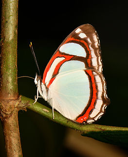 Pyrrhogyra otolais, La Isla Escondida, Colombia  Colombia,Colombia 2024,Common Redring,Fall,Geotagged,La Isla Escondida,Pyrrhogyra otolais,South America,World