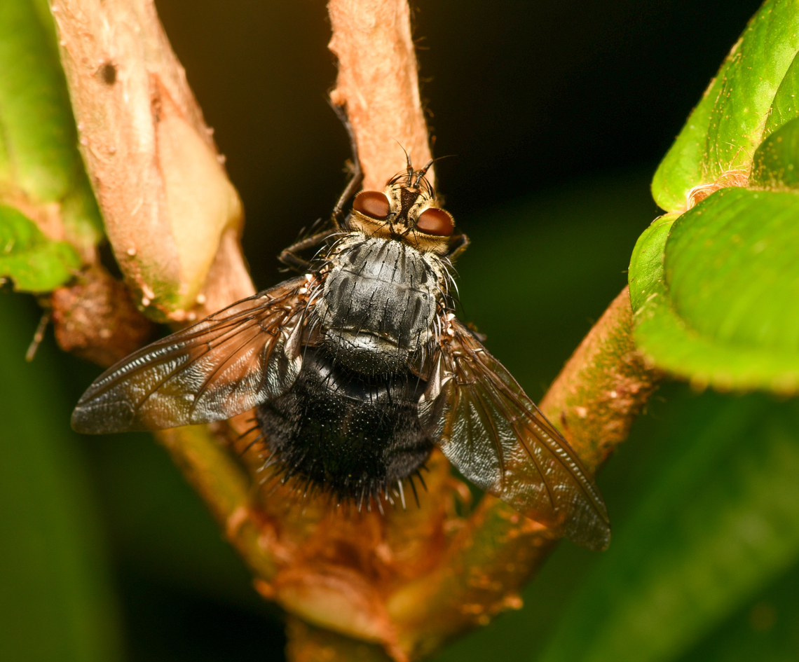 Tachinid Fly #2, La Isla Escondida, Colombia  Colombia,Colombia 2024,Fall,Geotagged,La Isla Escondida,South America,World