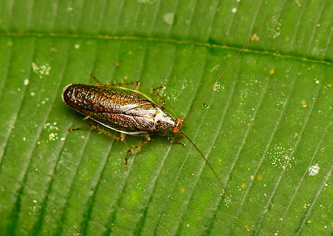 Neoblattellini, La Isla Escondida, Colombia  Colombia,Colombia 2024,Fall,Geotagged,La Isla Escondida,South America,World