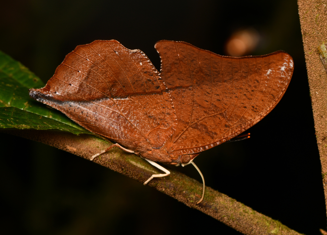 Zaretis isidora #2, La Isla Escondida, Colombia  Colombia,Colombia 2024,Fall,Geotagged,Isidora Leafwing,La Isla Escondida,South America,World,Zaretis isidora