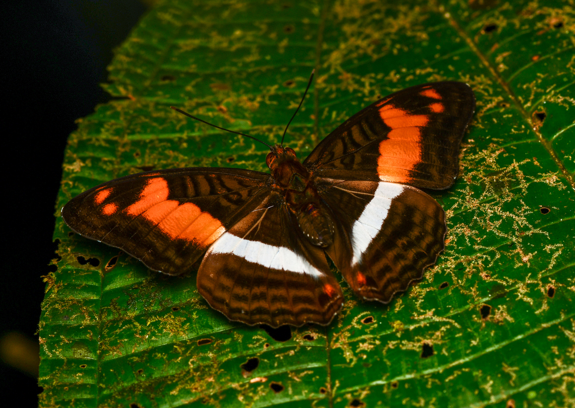 Adelpha malea, La Isla Escondida, Colombia  Adelpha malea,Colombia,Colombia 2024,Fall,Geotagged,La Isla Escondida,South America,World