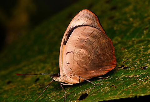 Catonephele numilia #2, La Isla Escondida, Colombia Same species:
https://www.jungledragon.com/image/166215/catonephele_numilia_la_isla_escondida_colombia.html Blue-frosted Banner,Catonephele numilia,Colombia,Colombia 2024,Fall,Geotagged,La Isla Escondida,South America,World
