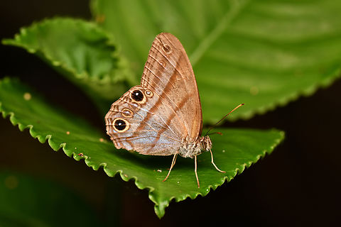 Amiga arnaca, La Isla Escondida, Colombia  Amiga arnaca,Colombia,Colombia 2024,Fall,Geotagged,La Isla Escondida,South America,World