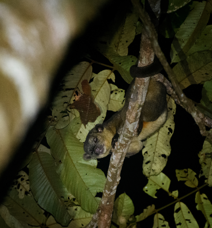 Potos flavus, La Isla Escondida, Colombia  Colombia,Colombia 2024,Fall,Geotagged,Kinkajou,La Isla Escondida,Potos flavus,South America,World