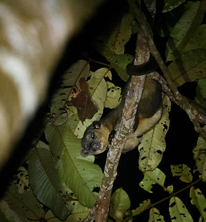 Potos flavus, La Isla Escondida, Colombia  Colombia,Colombia 2024,Fall,Geotagged,Kinkajou,La Isla Escondida,Potos flavus,South America,World