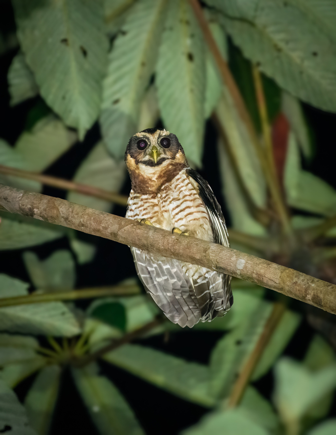 Band-bellied Owl, La Isla Escondida, Colombia  Band-bellied Owl,Colombia,Colombia 2024,Fall,Geotagged,La Isla Escondida,Pulsatrix melanota,South America,World