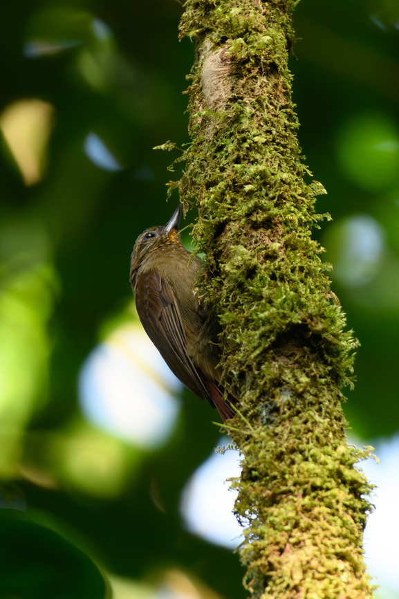 Wedge-billed woodcreeper, La Isla Escondida, Colombia  Colombia,Colombia 2024,Fall,Geotagged,Glyphorynchus spirurus,La Isla Escondida,South America,Wedge-billed woodcreeper,World