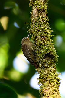 Wedge-billed woodcreeper, La Isla Escondida, Colombia  Colombia,Colombia 2024,Fall,Geotagged,Glyphorynchus spirurus,La Isla Escondida,South America,Wedge-billed woodcreeper,World