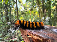 Tiger moth caterpillar, La Isla Escondida, Colombia https://www.jungledragon.com/image/166487/tiger_moth_caterpillar_la_isla_escondida_colombia.html Colombia,Colombia 2024,Fall,Geotagged,La Isla Escondida,South America,World