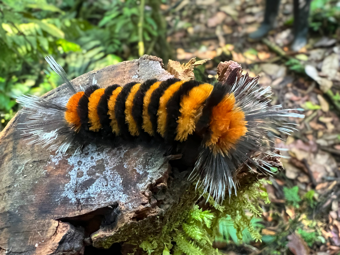 Tiger moth caterpillar, La Isla Escondida, Colombia <figure class="photo"><a href="https://www.jungledragon.com/image/166486/tiger_moth_caterpillar_la_isla_escondida_colombia.html" title="Tiger moth caterpillar, La Isla Escondida, Colombia"><img src="https://s3.amazonaws.com/media.jungledragon.com/images/2/166486_thumb.jpg?AWSAccessKeyId=05GMT0V3GWVNE7GGM1R2&Expires=1759968010&Signature=sG8e%2B%2FGpfTIh5tSHU0KD6NNps8M%3D" width="200" height="150" alt="Tiger moth caterpillar, La Isla Escondida, Colombia https://www.jungledragon.com/image/166487/tiger_moth_caterpillar_la_isla_escondida_colombia.html Colombia,Colombia 2024,Fall,Geotagged,La Isla Escondida,South America,World" /></a></figure> Colombia,Colombia 2024,Fall,Geotagged,La Isla Escondida,South America,World