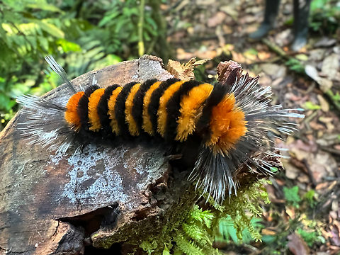 Tiger moth caterpillar, La Isla Escondida, Colombia https://www.jungledragon.com/image/166486/tiger_moth_caterpillar_la_isla_escondida_colombia.html Colombia,Colombia 2024,Fall,Geotagged,La Isla Escondida,South America,World