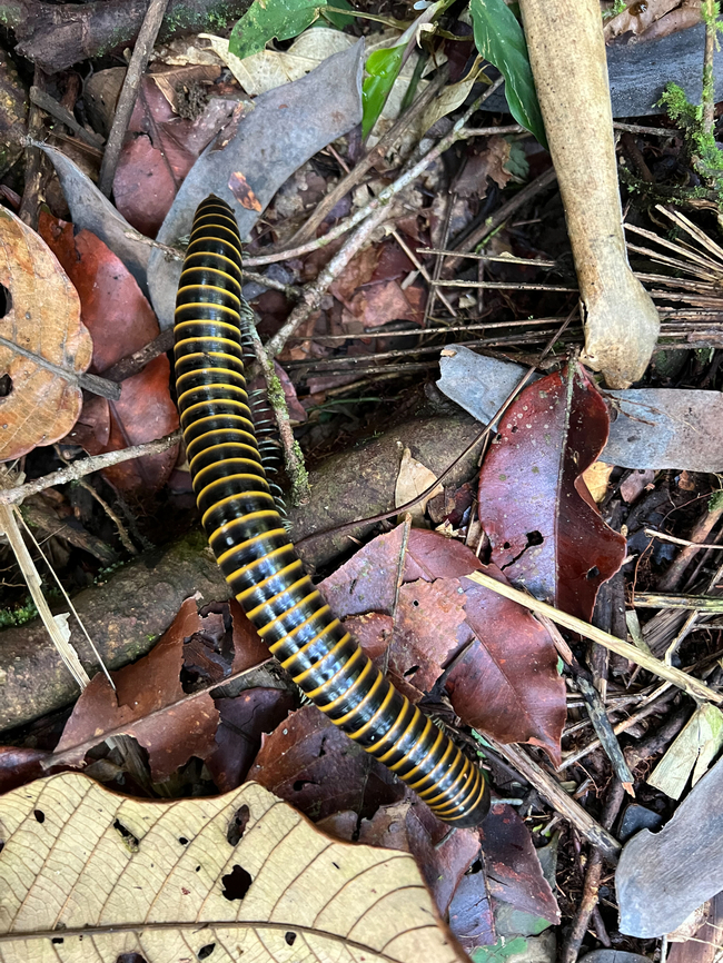 Millipede, La Isla Escondida, Colombia <section class="video"><iframe width="448" height="282" src="https://www.youtube-nocookie.com/embed/xxzR19GOBSc?hd=1&autoplay=0&rel=0" frameborder="0" allowfullscreen></iframe></section> Colombia,Colombia 2024,Fall,Geotagged,La Isla Escondida,South America,World