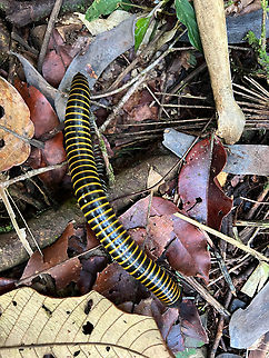 Millipede, La Isla Escondida, Colombia https://www.youtube.com/watch?v=xxzR19GOBSc Colombia,Colombia 2024,Fall,Geotagged,La Isla Escondida,South America,World